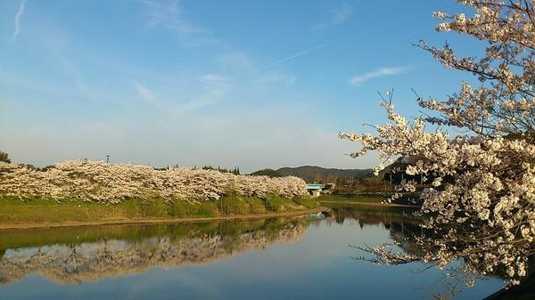 青空の下に川が流れ、その川沿いに桜が咲いている写真